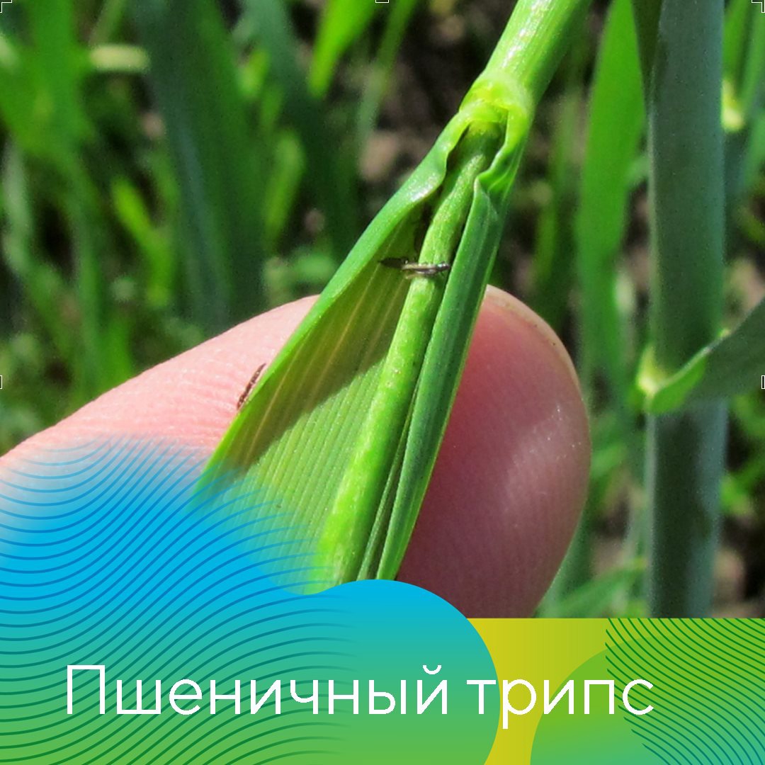 Главные проблемы сезона-2021 в Татарстане