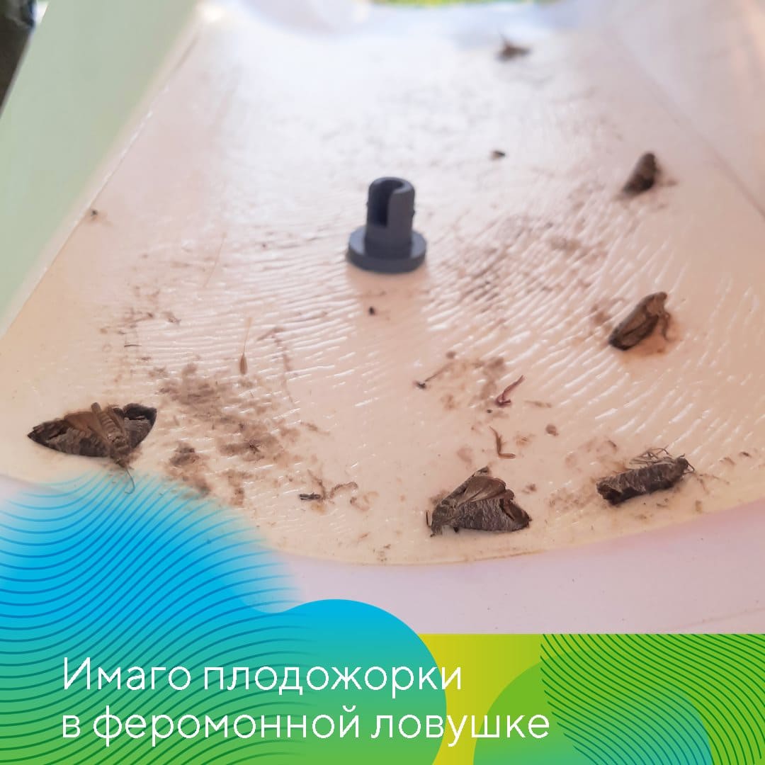 О мерах борьбы с вредителями плодовых культур июнь 2023