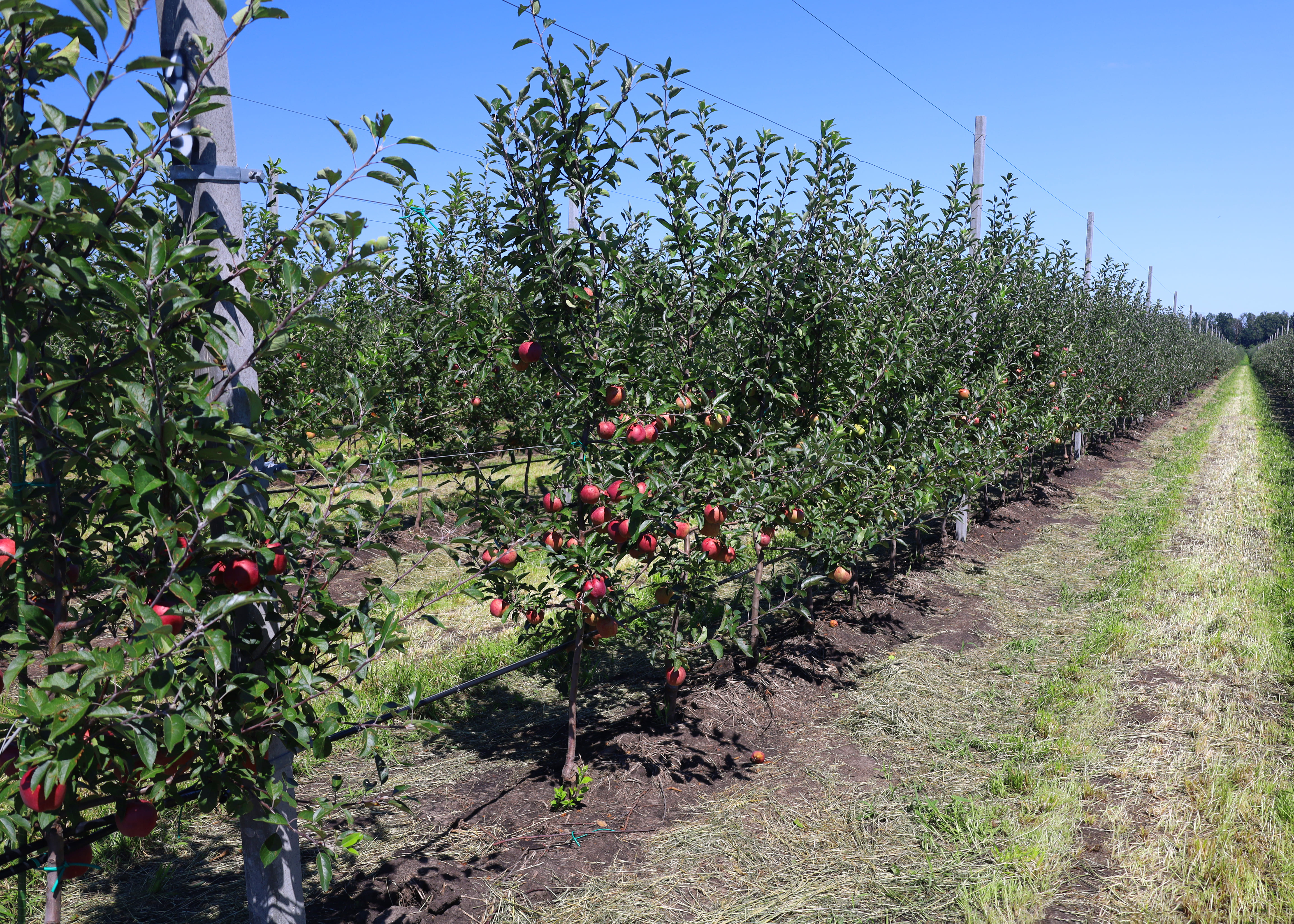 ООО «Владимировский сад» август 2023