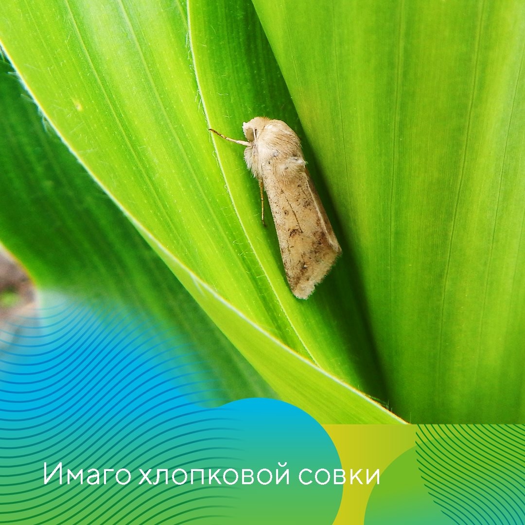 Чешуекрылые вредители