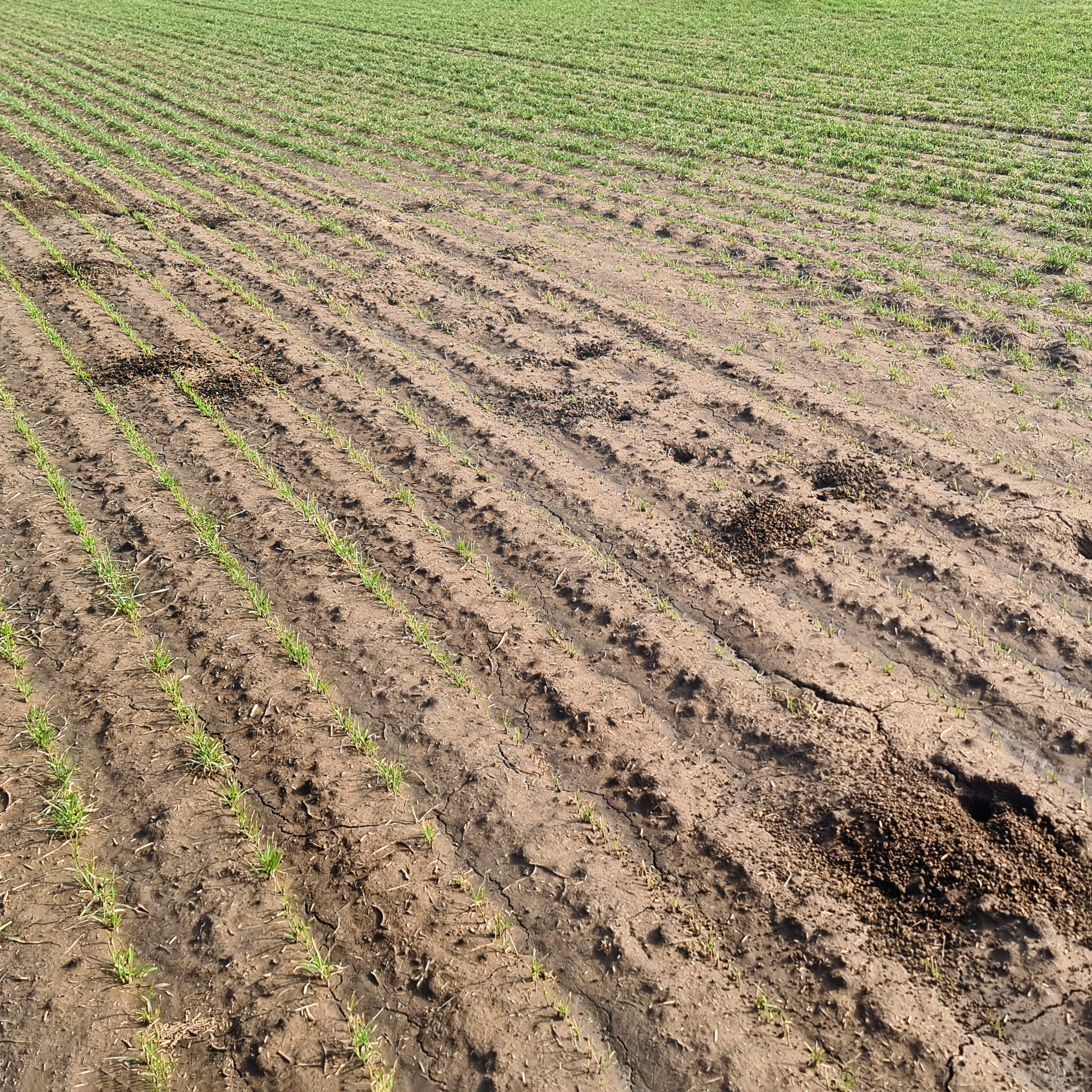 Ранневессеннее обследование полей