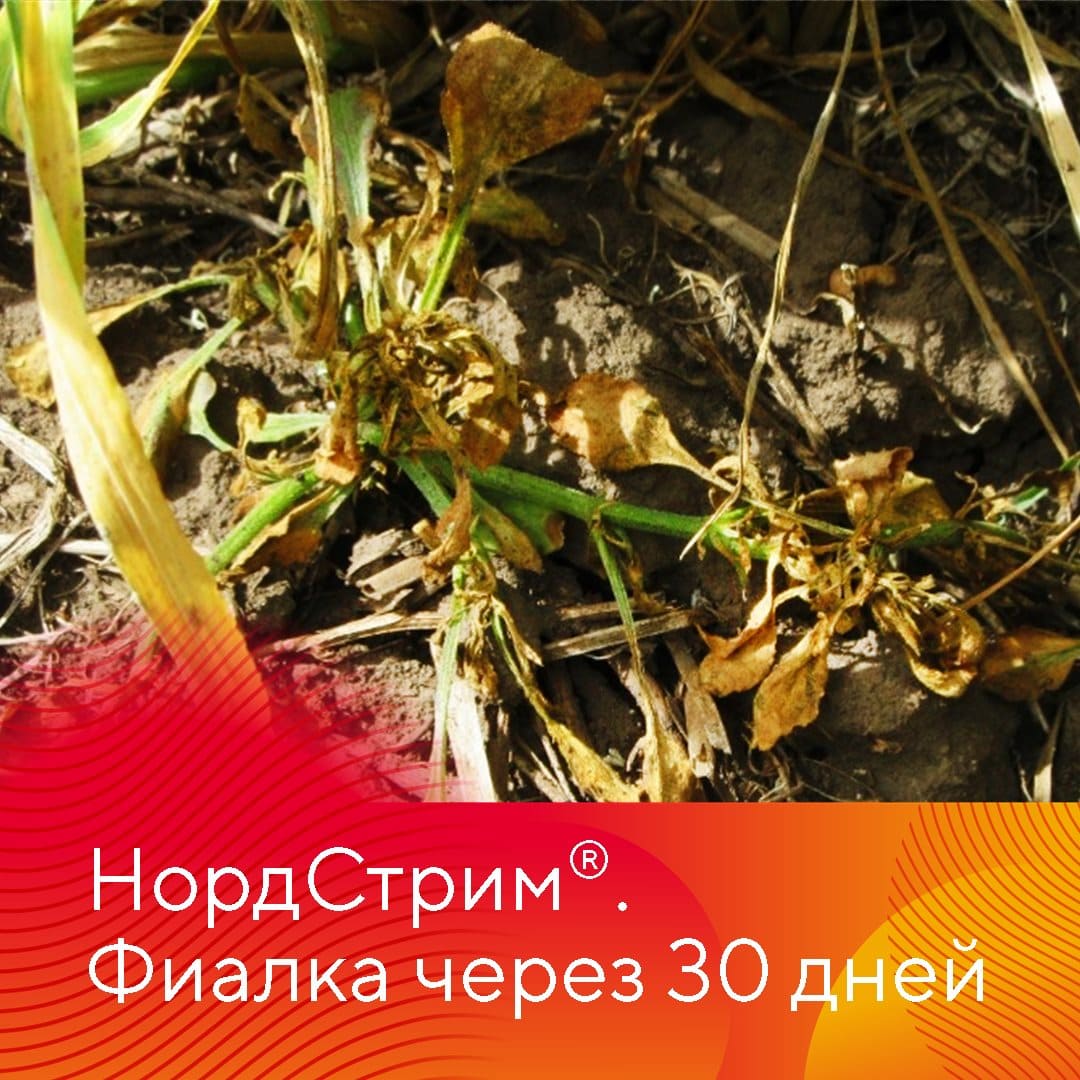 Новые гербициды «Августа» — Балерина® Форте и НордСтрим®