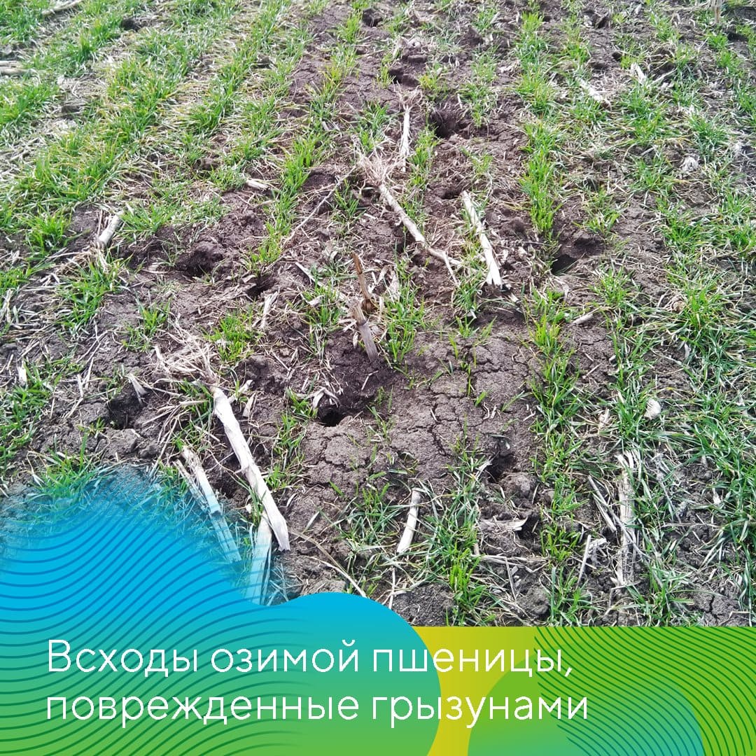 Теплые зимы 2020 и 2021 годов