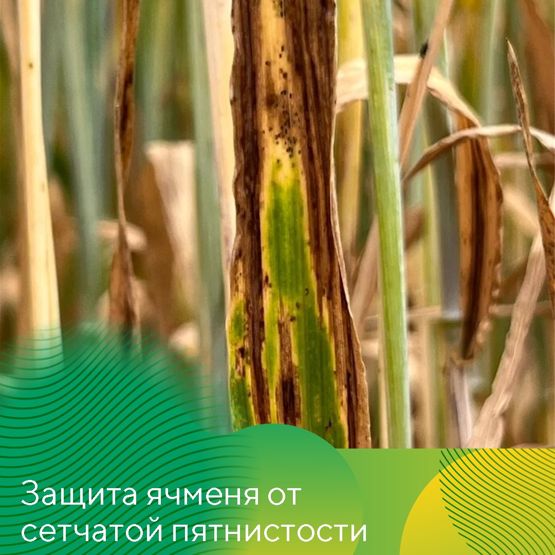 Пост 16.04.2025