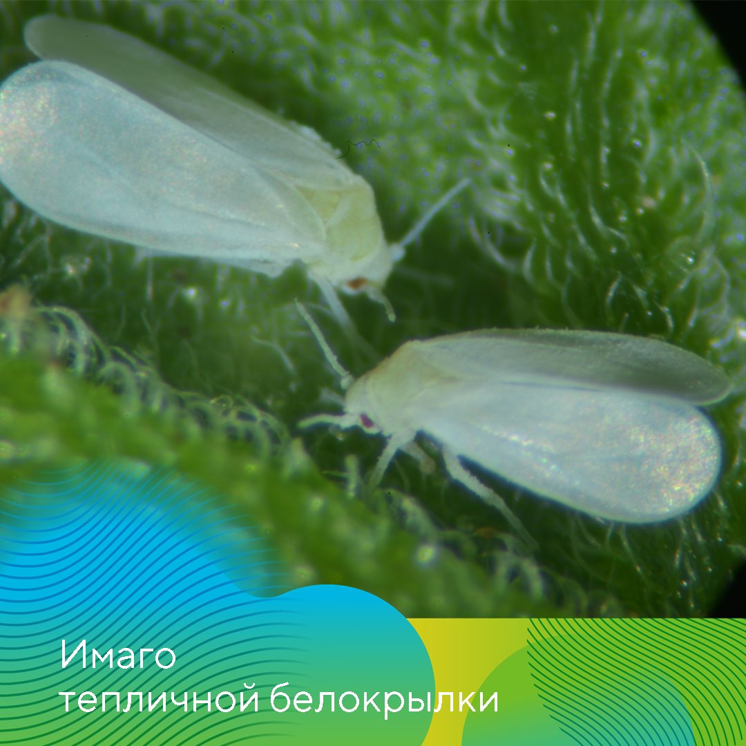 МатринБио® 15.05