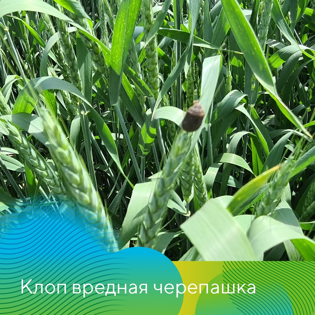 Защита пшеницы в Ставропольском крае июль 2023