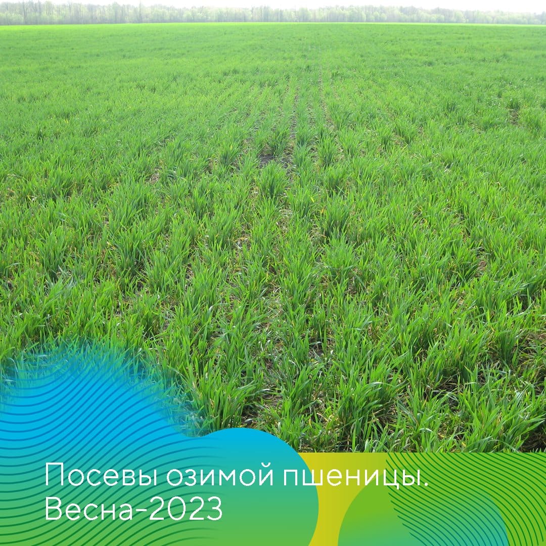 О состоянии озимых культур в Татарстане 2023 май