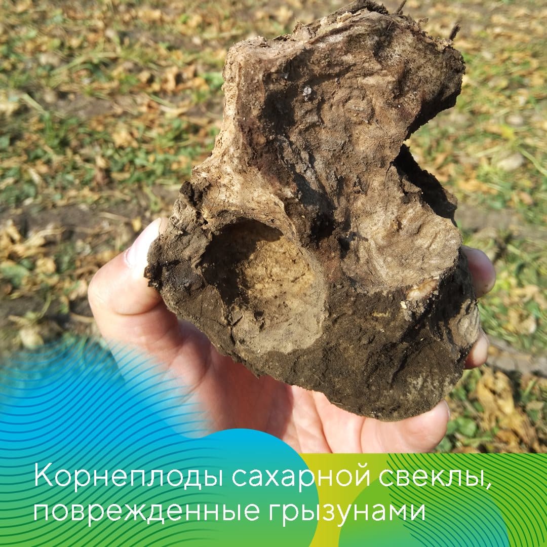 Теплые зимы 2020 и 2021 годов