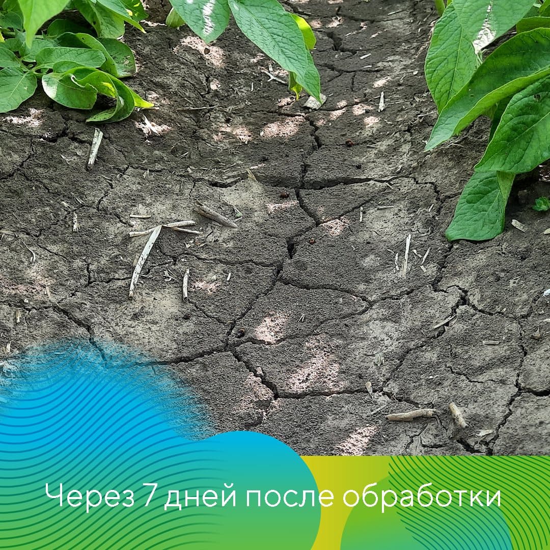 Инсектицид Скутум® против колорадского жука на картофеле сорта Сильвана