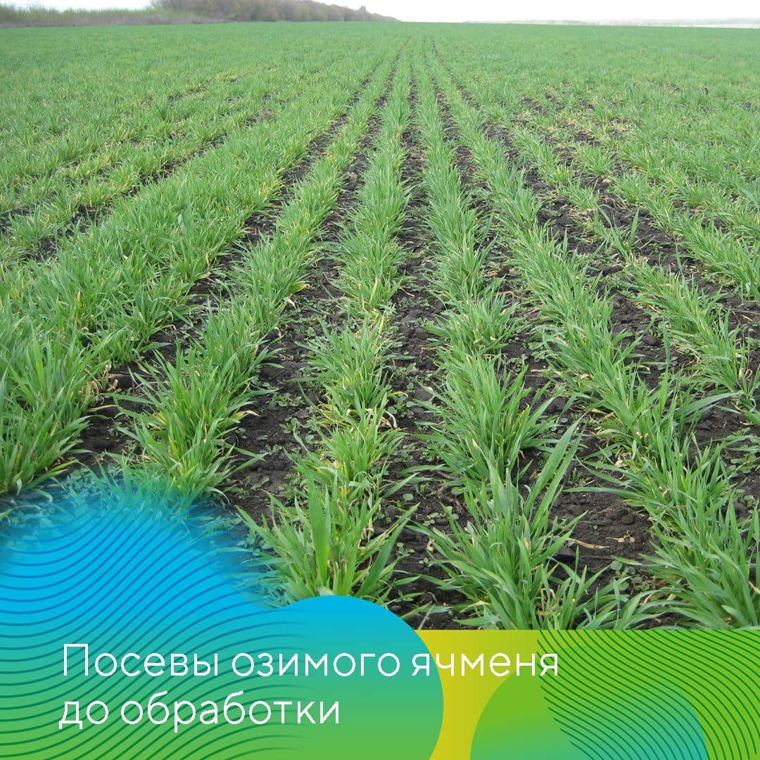 О состоянии озимых культур в Татарстане 2023 май