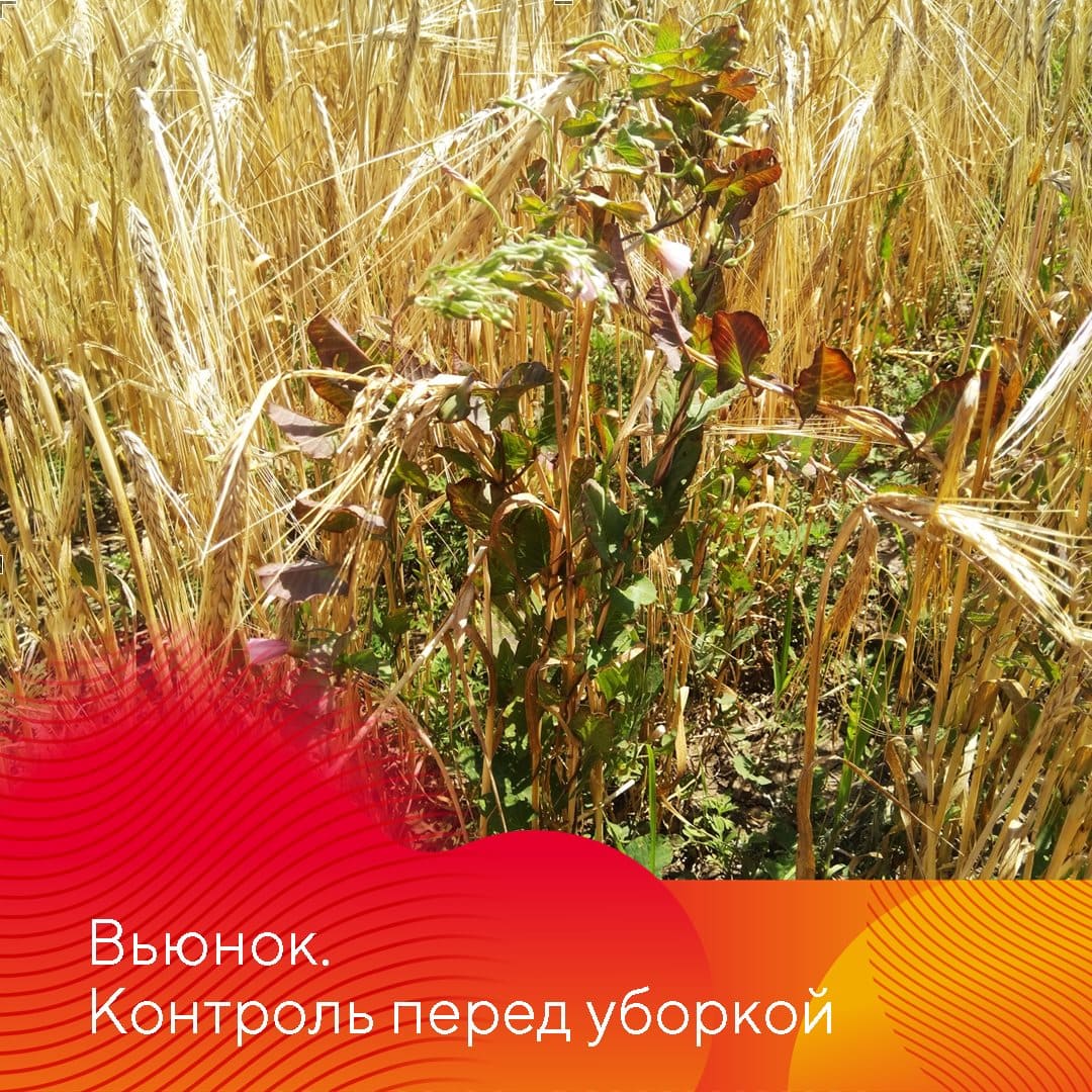 НордСтрим® – гербицид для защиты озимых и яровых зерновых культур