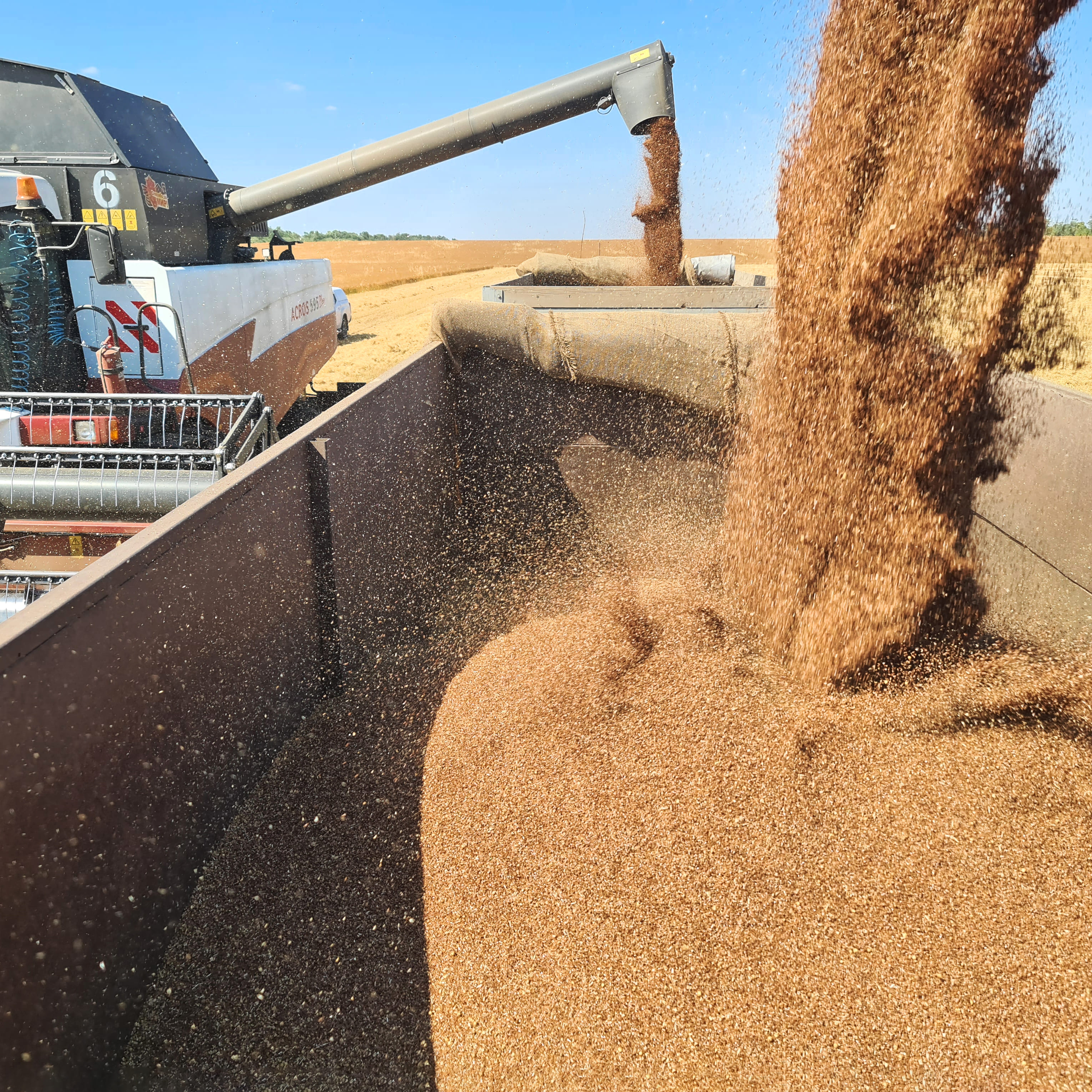 СПК «Колхоз Терновский» 2023