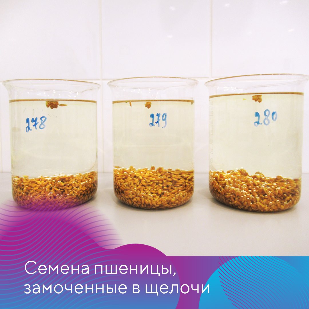 Головня 24.11