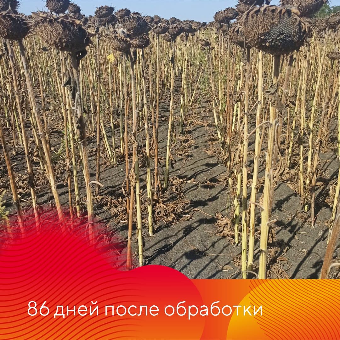 об опыте применения гербицида Миура® май 2023