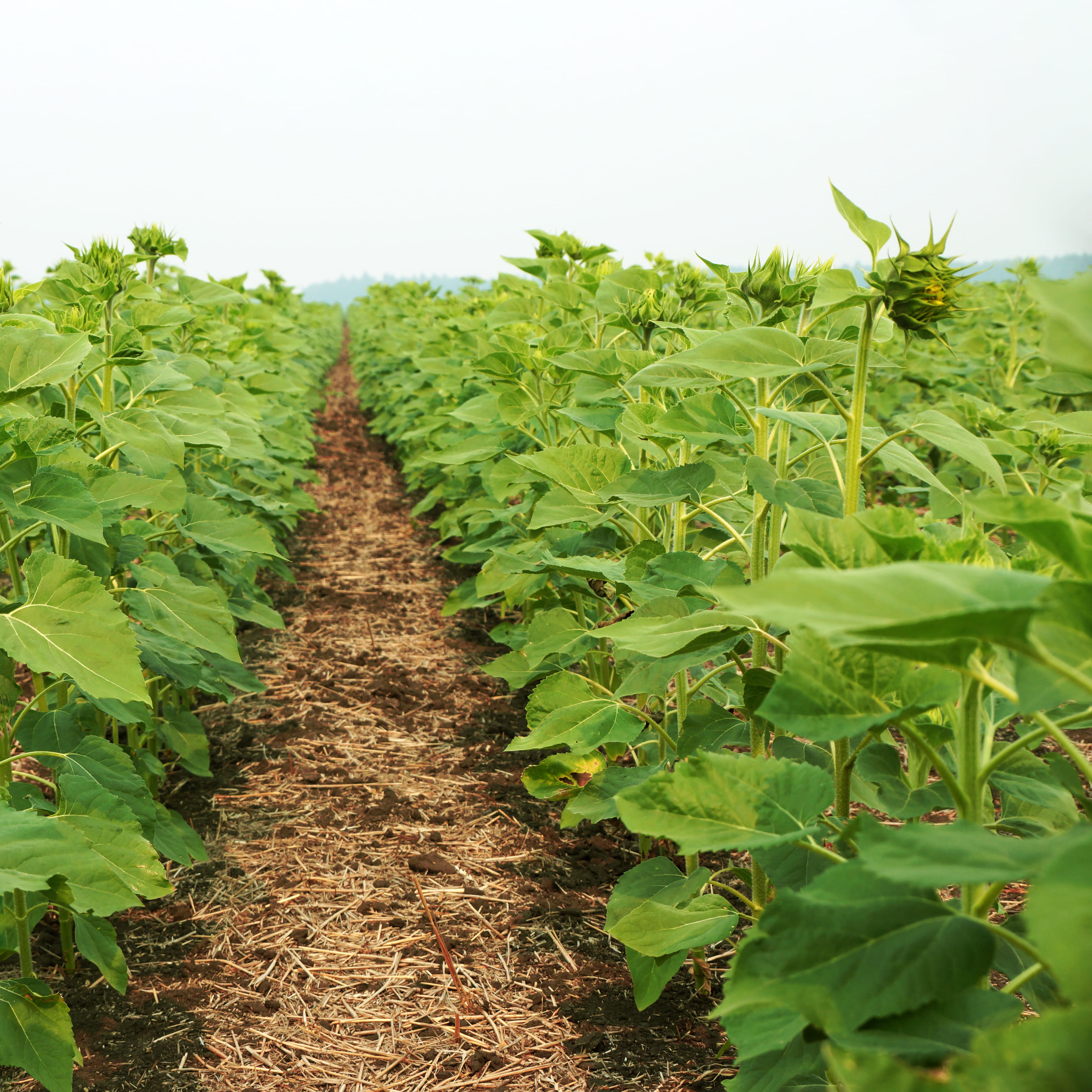 Научно-производственный агрохолдинг «Кургансемена»  2022