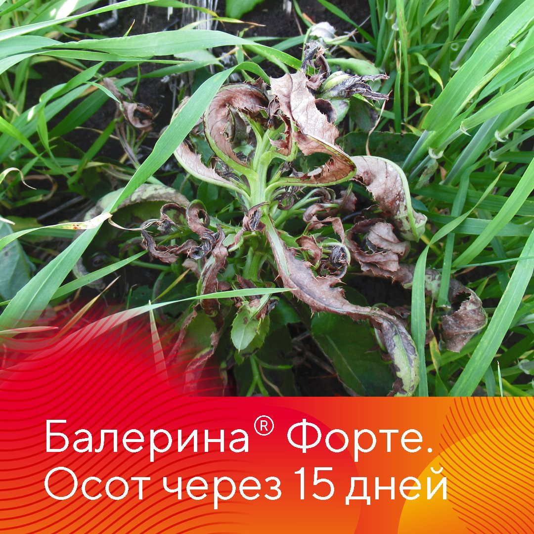 Прополка озимых зерновых