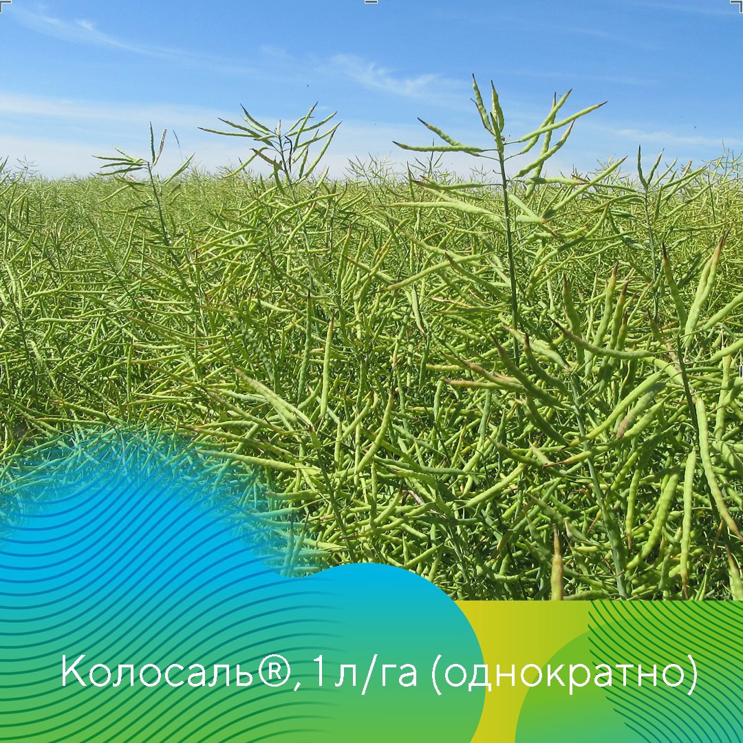 Фунгициды на рапсе