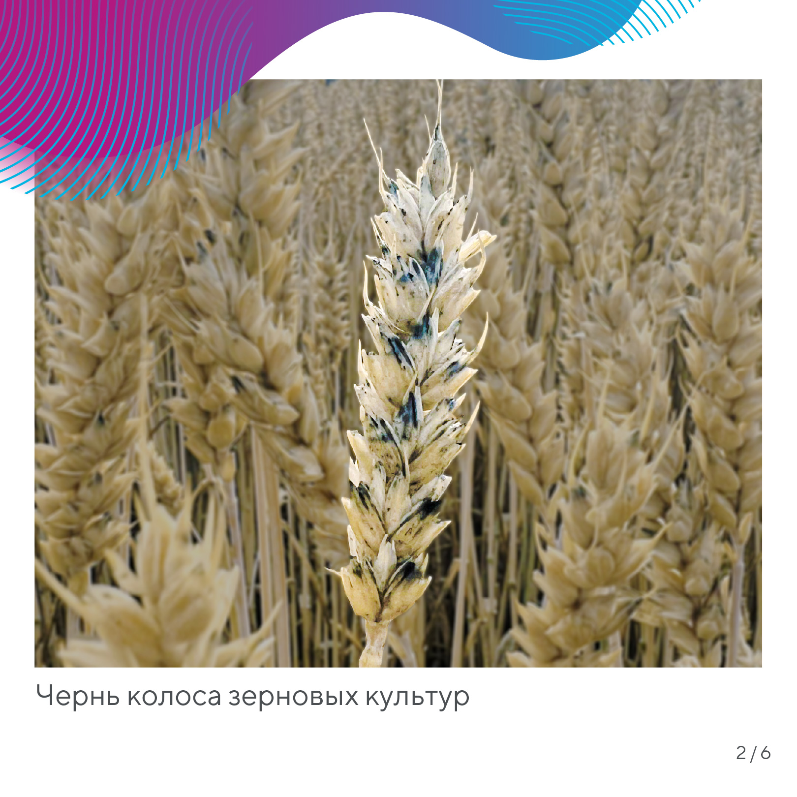 Пост 14.10.2026