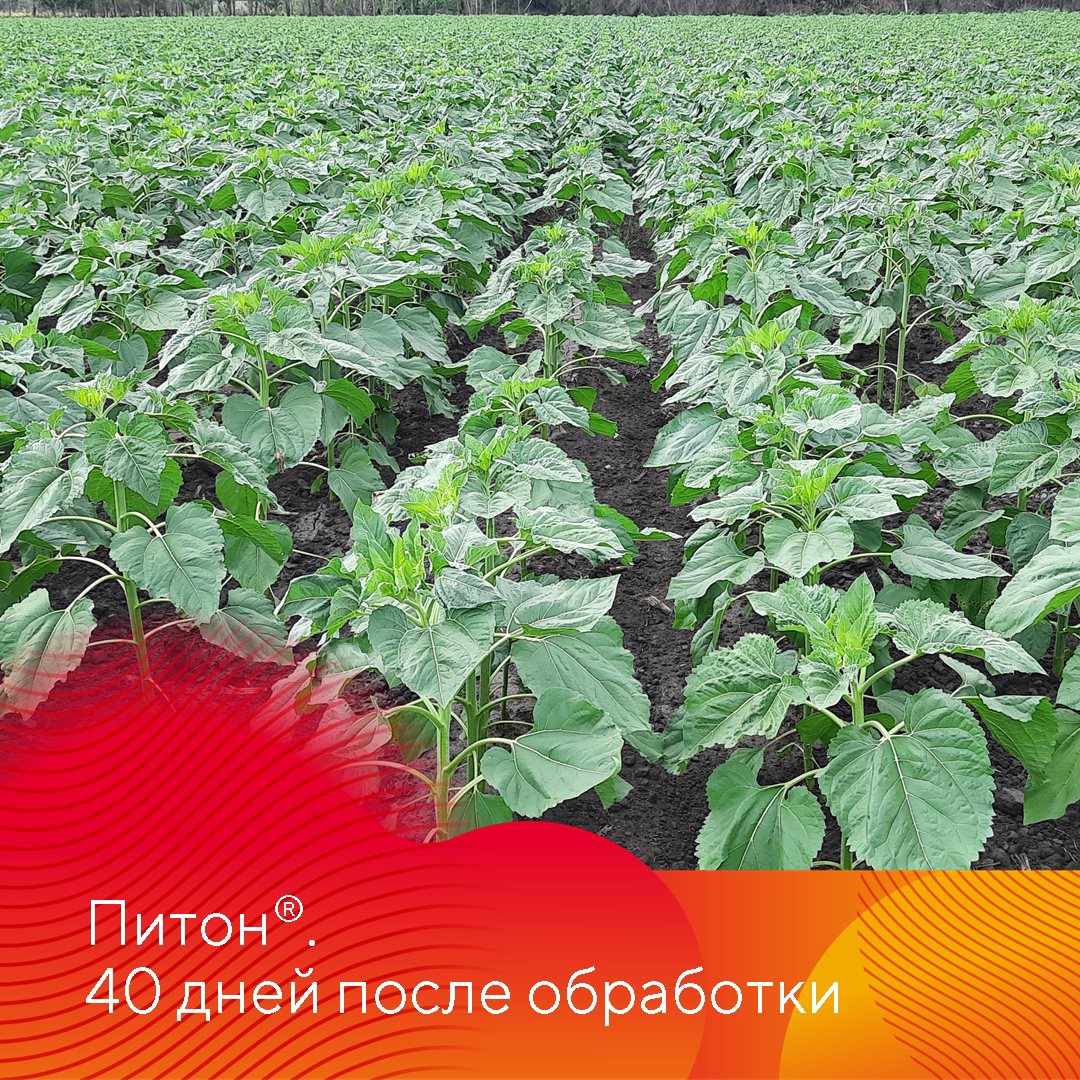 Зарегистрирован новый гербицид Питон