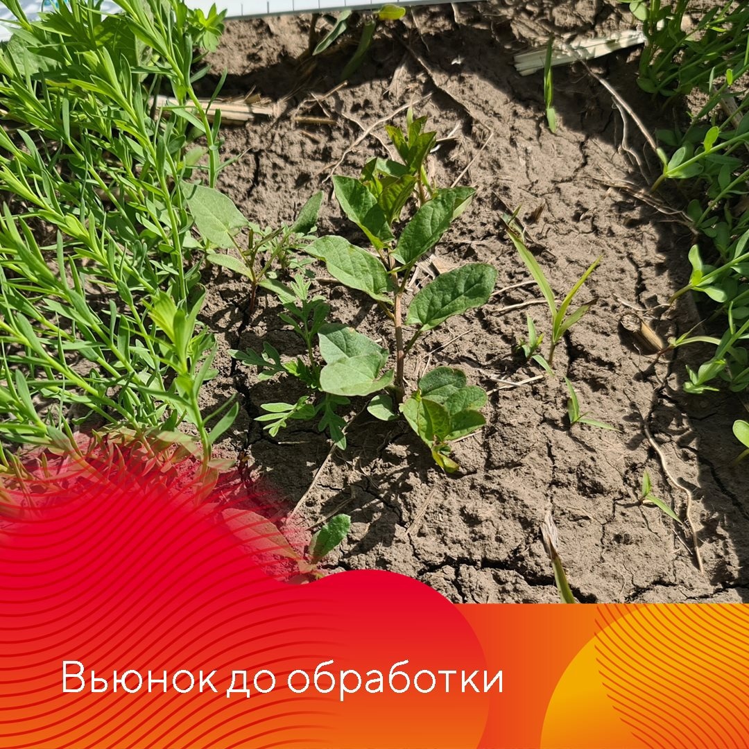 Результаты применения гербицидов на льне