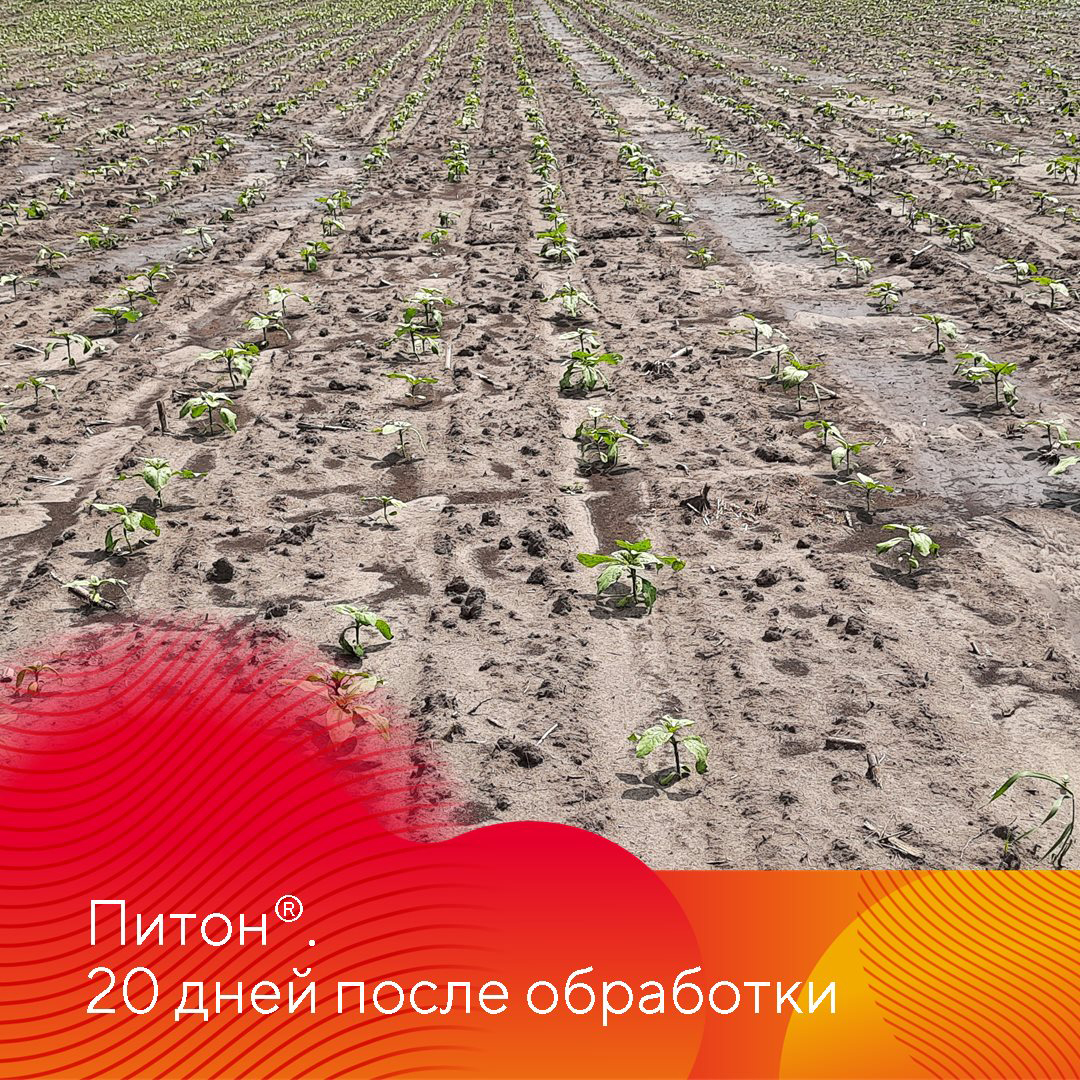 Питон® – системный гербицид с почвенным действием.