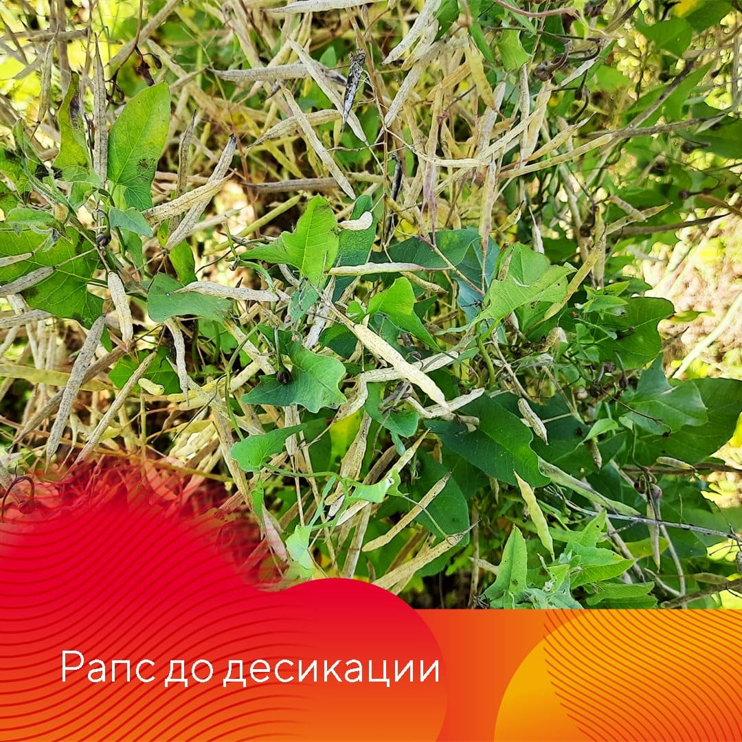 Новый десикант и гербицид Сахара®