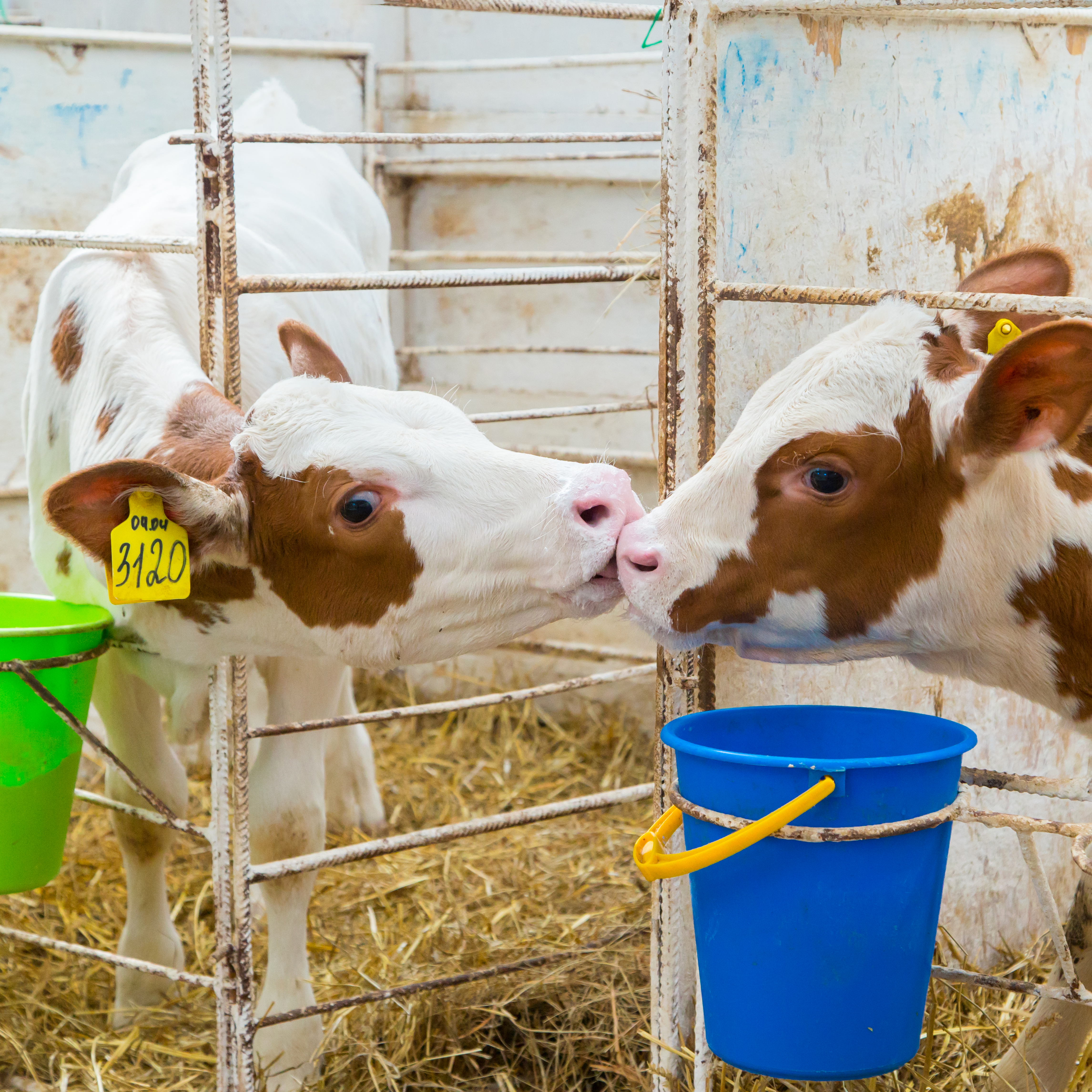  ООО «Чарышское» 