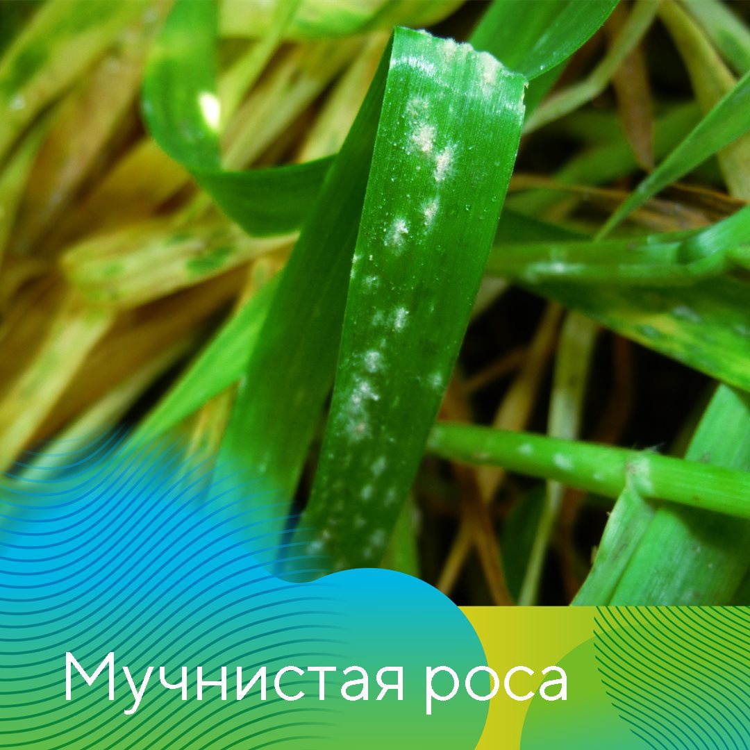 Главные проблемы сезона-2021 в Татарстане