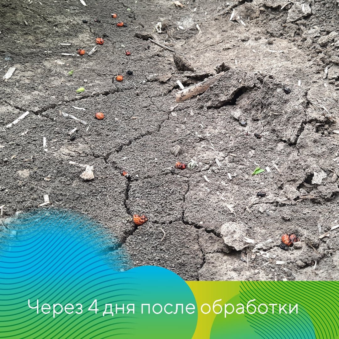 Инсектицид Скутум® против колорадского жука на картофеле сорта Сильвана