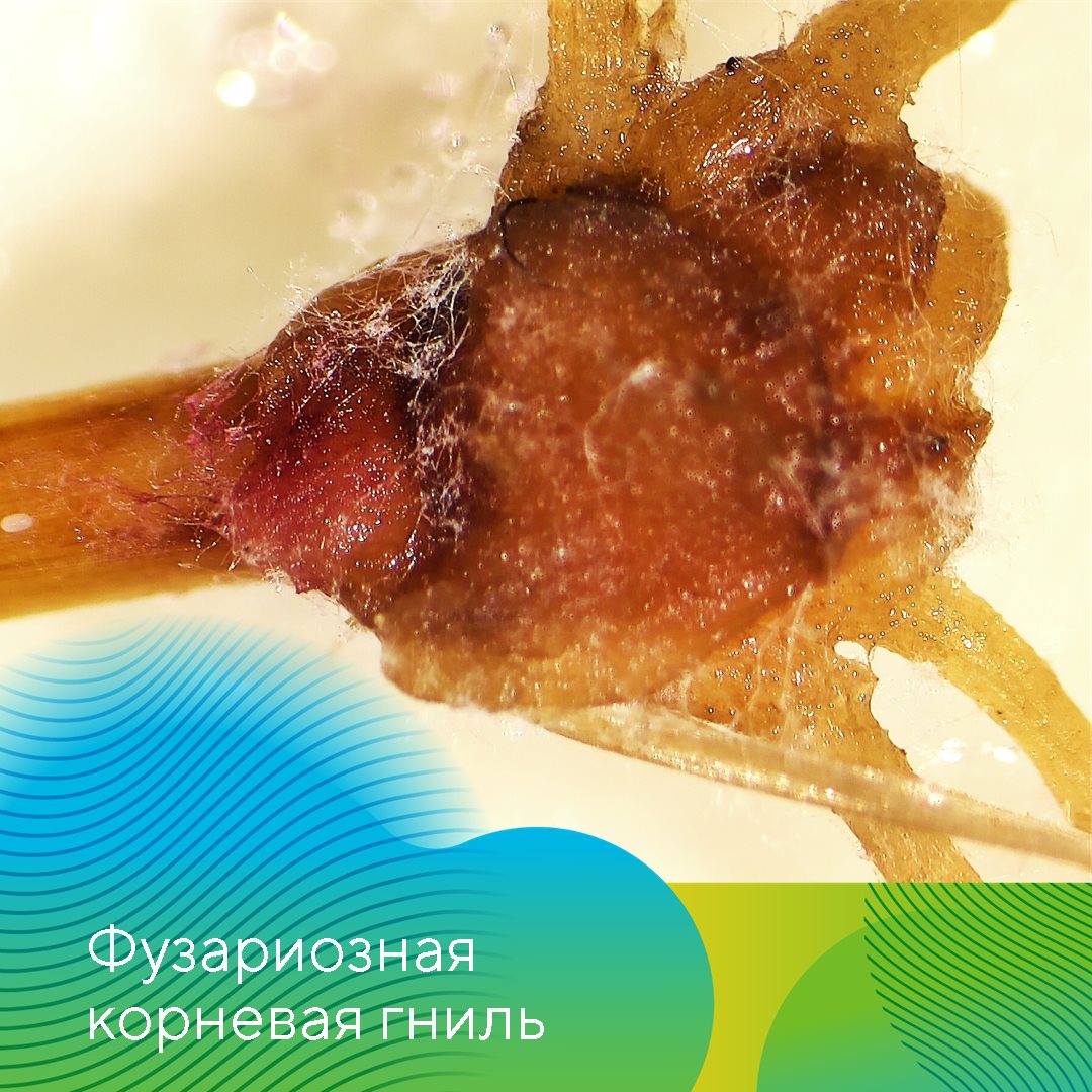  «АгроЛаборатория-Ливны» октябрь 2023