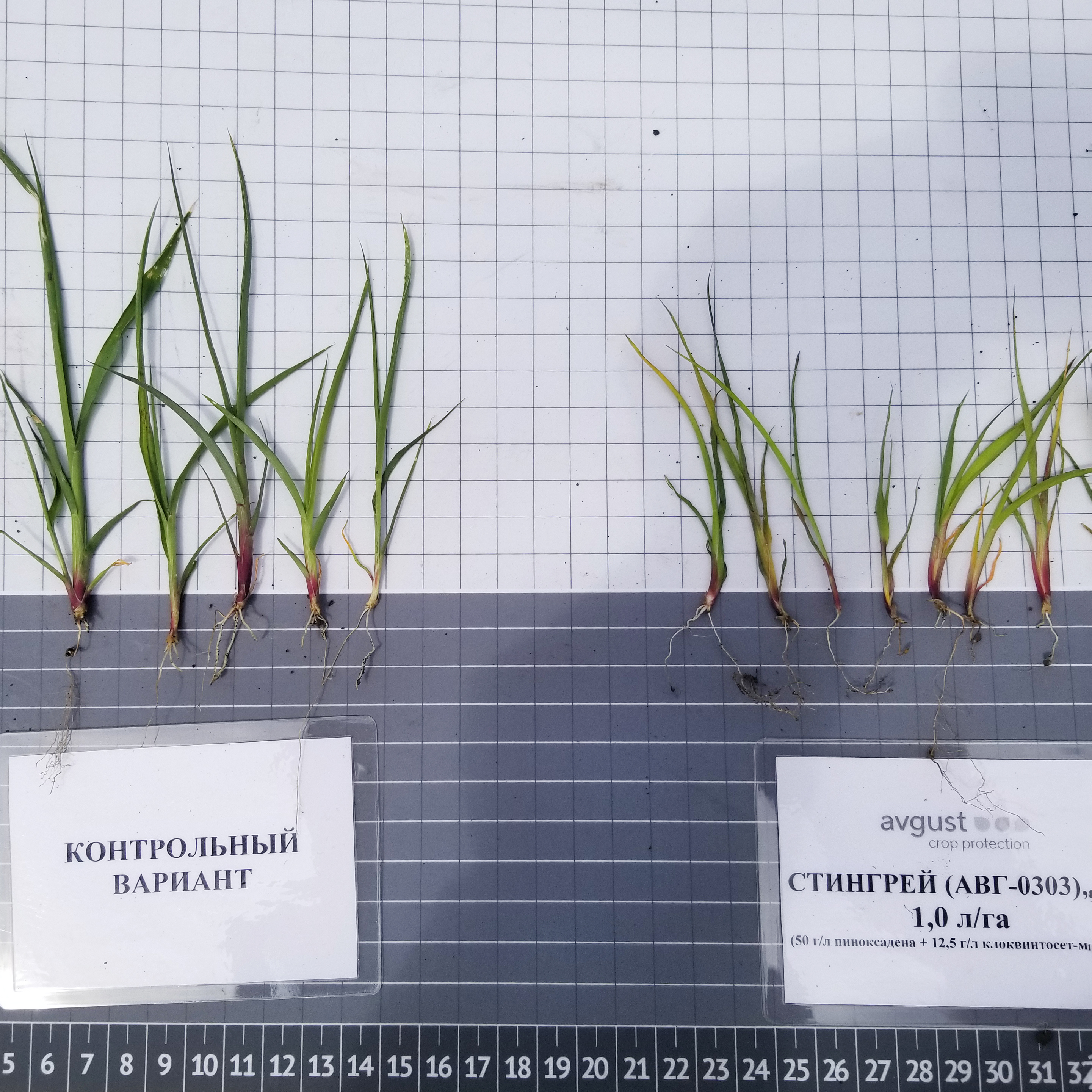 Стингрей® 17.05