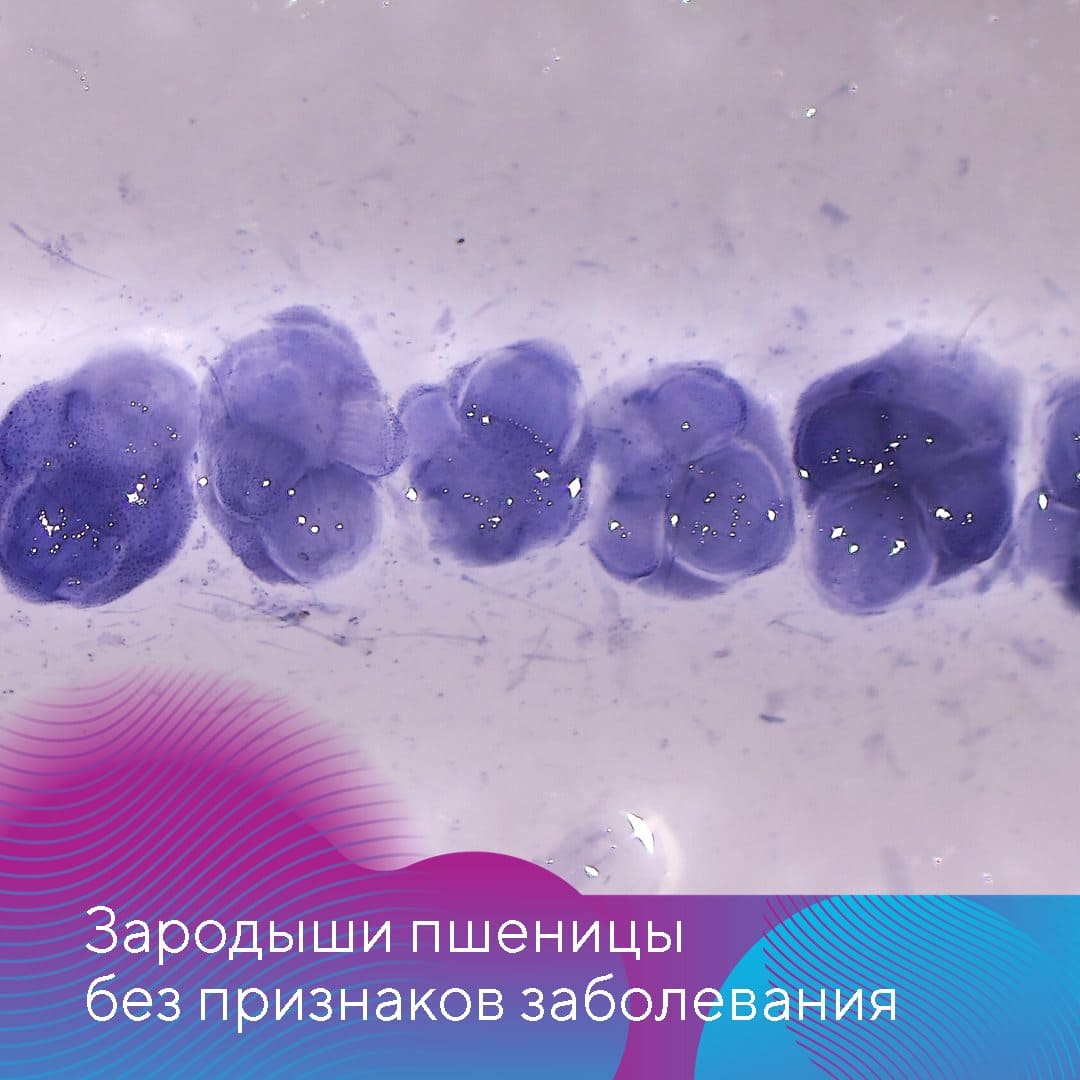 Пыльная головня. Найти и уничтожить!