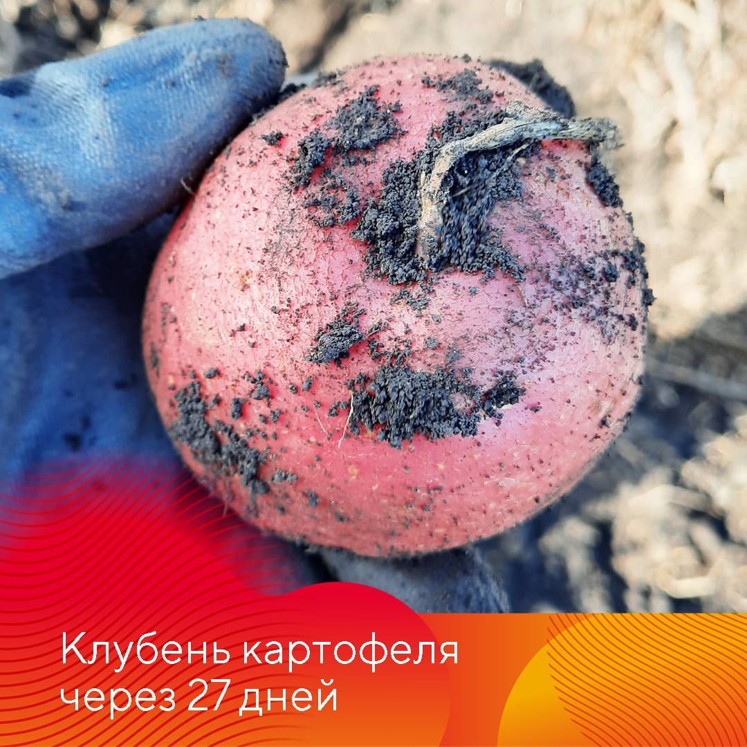 Новый десикант и гербицид Сахара®