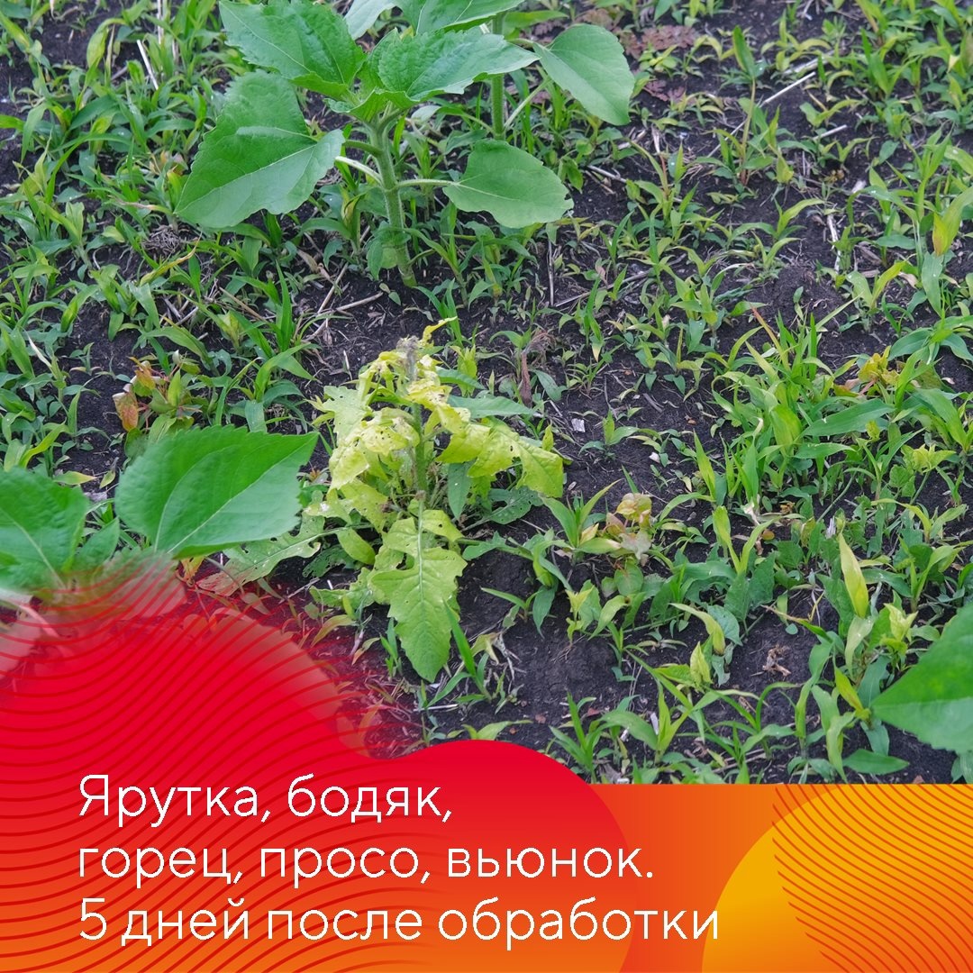 Оцените результаты применения «августовских» гербицидов на поле подсолнечника, устойчивого к трибенурон-метилу, в ООО «СП Ашкадарский»