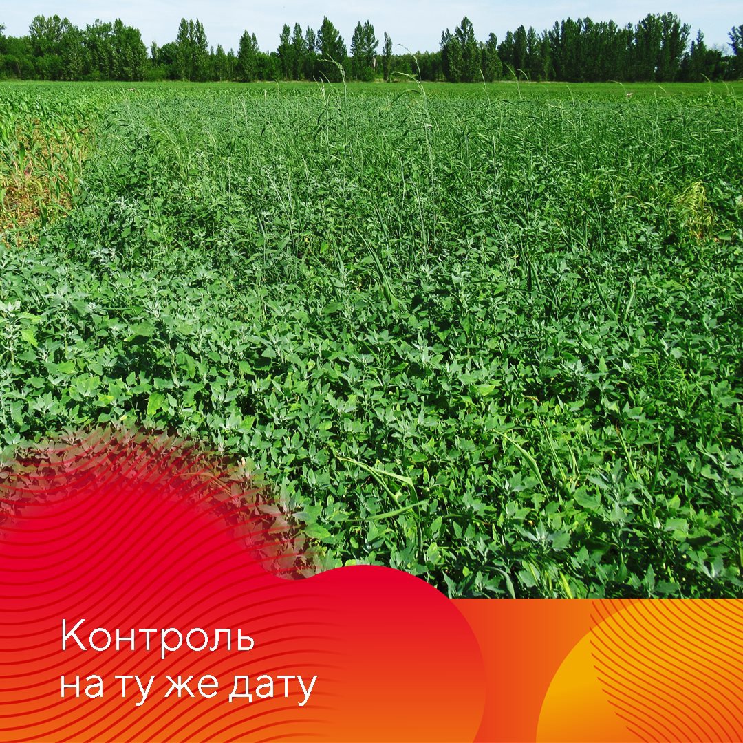 Испытание гербицидов на кукурузе