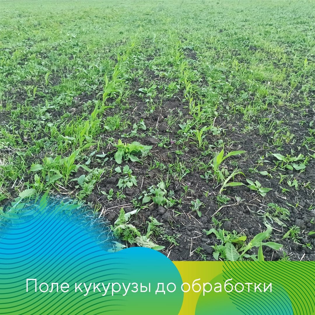 Совместные опыты на полях кукурузы 2023