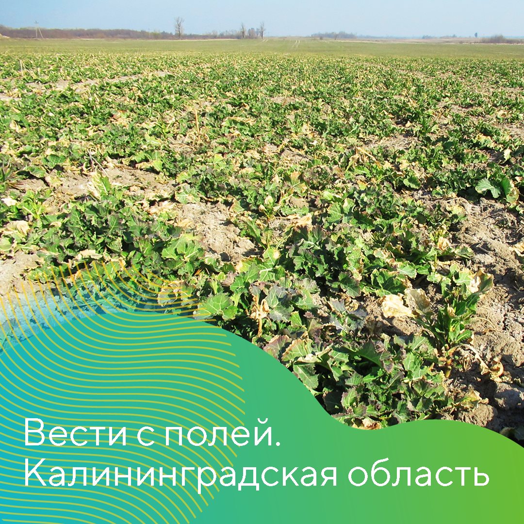 О начале сезона-2023 в Калининградской области