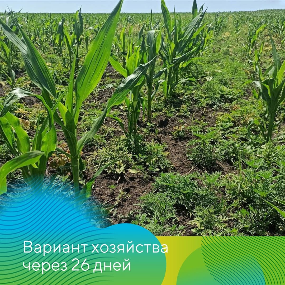 Совместные опыты на полях кукурузы 2023