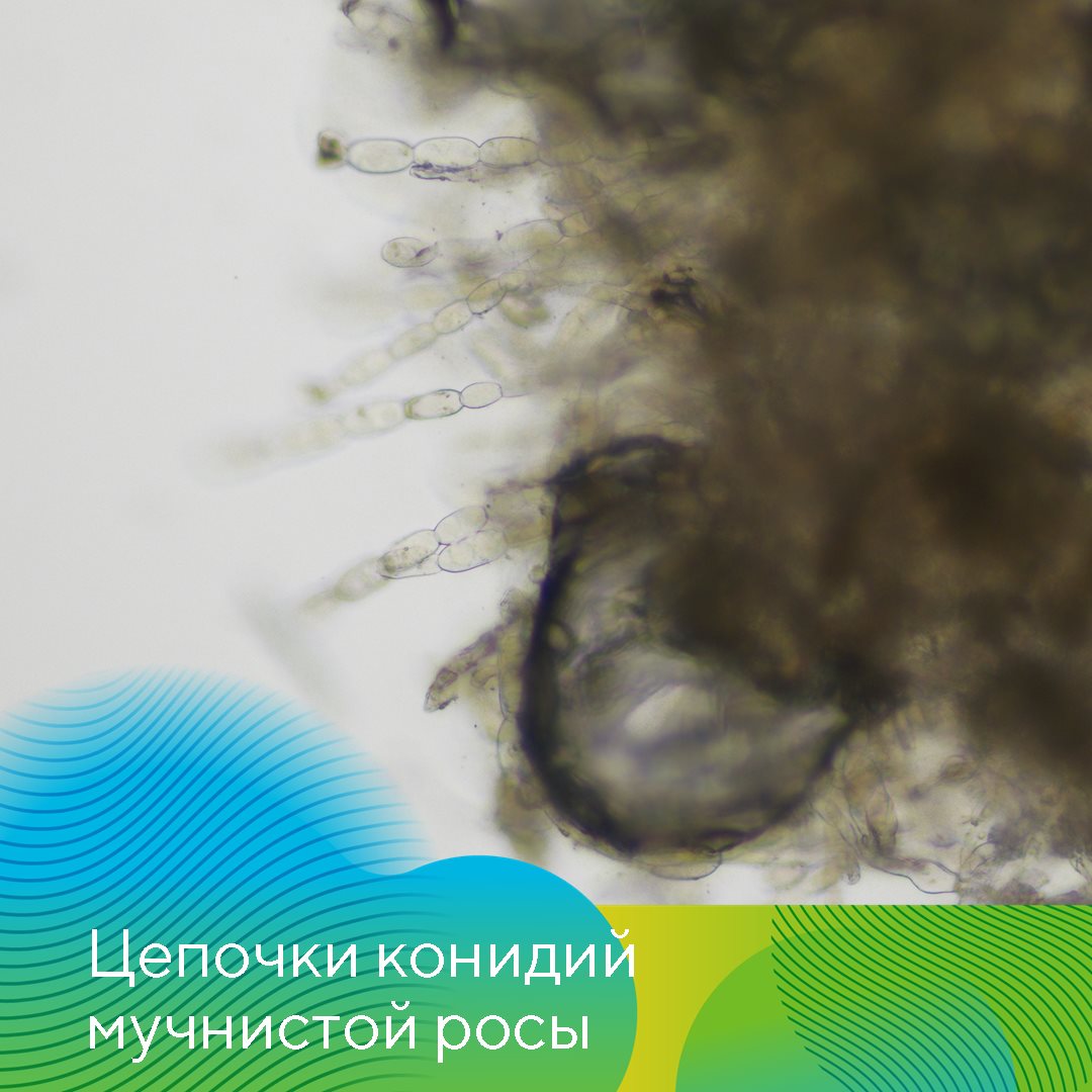 «АгроЛаборатория-Ливны» 12.12