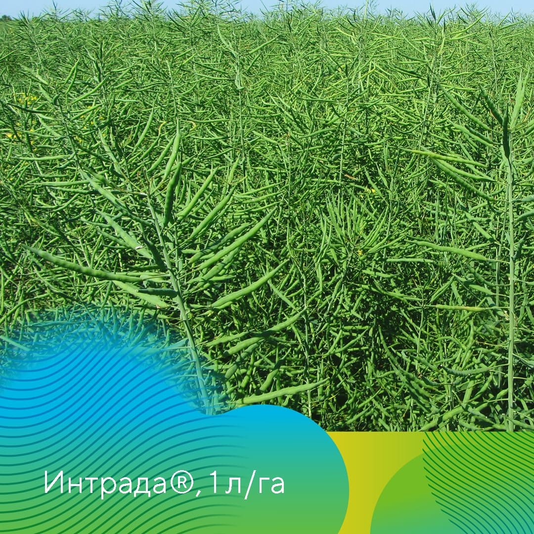 Фунгициды на рапсе май 2023