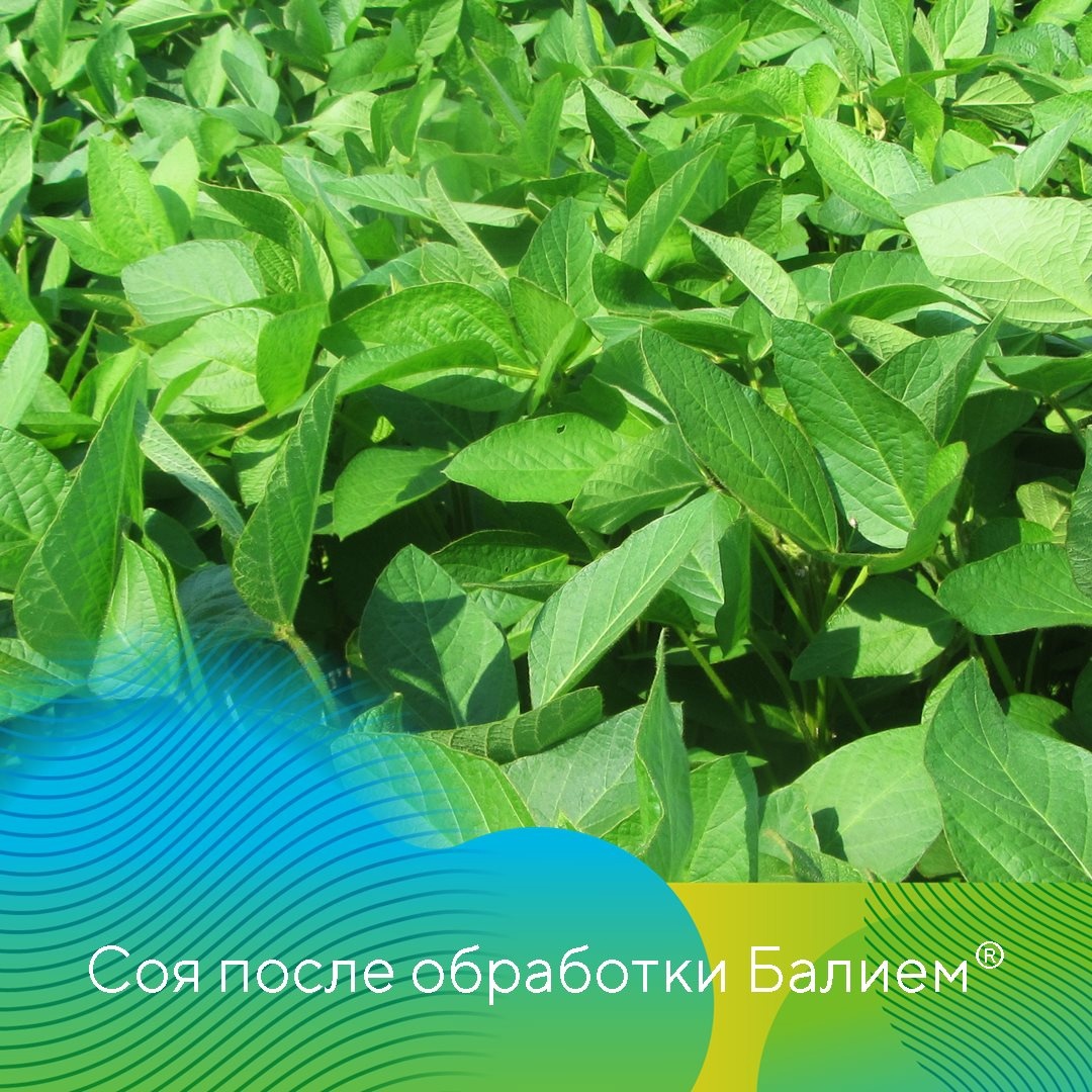 Применение фунгицидов на сое