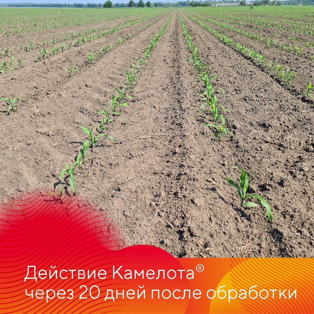 ООО «АПХ Лесная Дача» Ипатовского района края