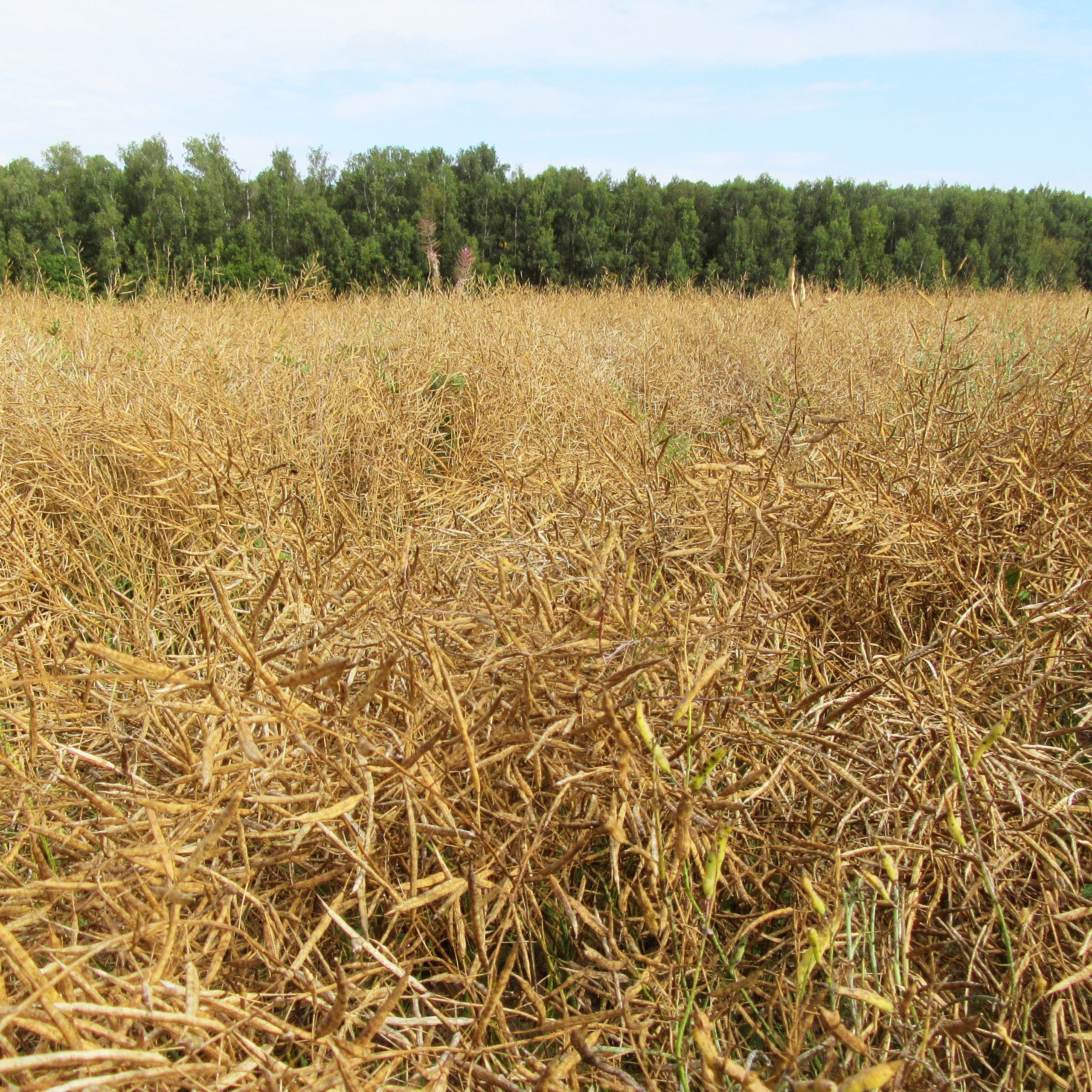 КФХ «Зоринское» Рязанской области