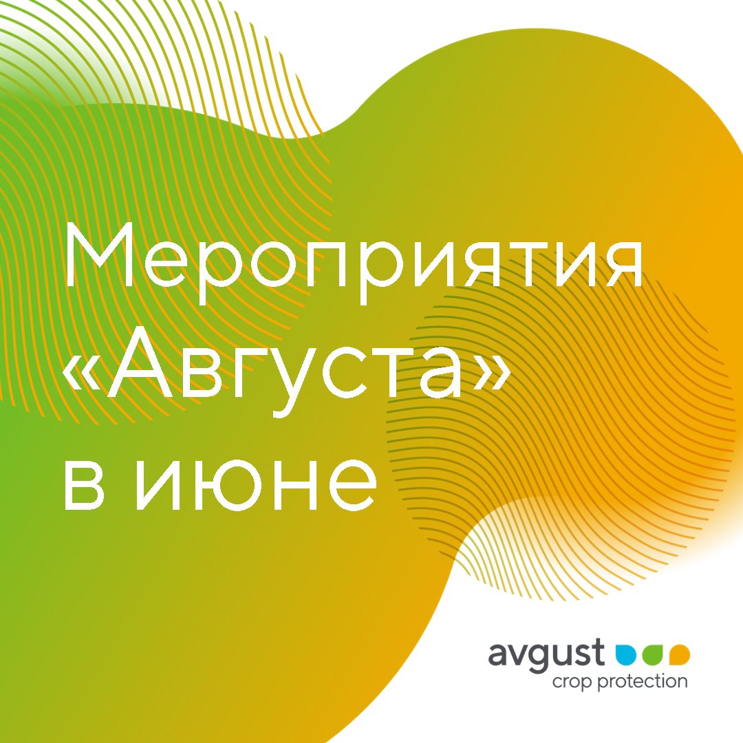 Блог компании Avgust