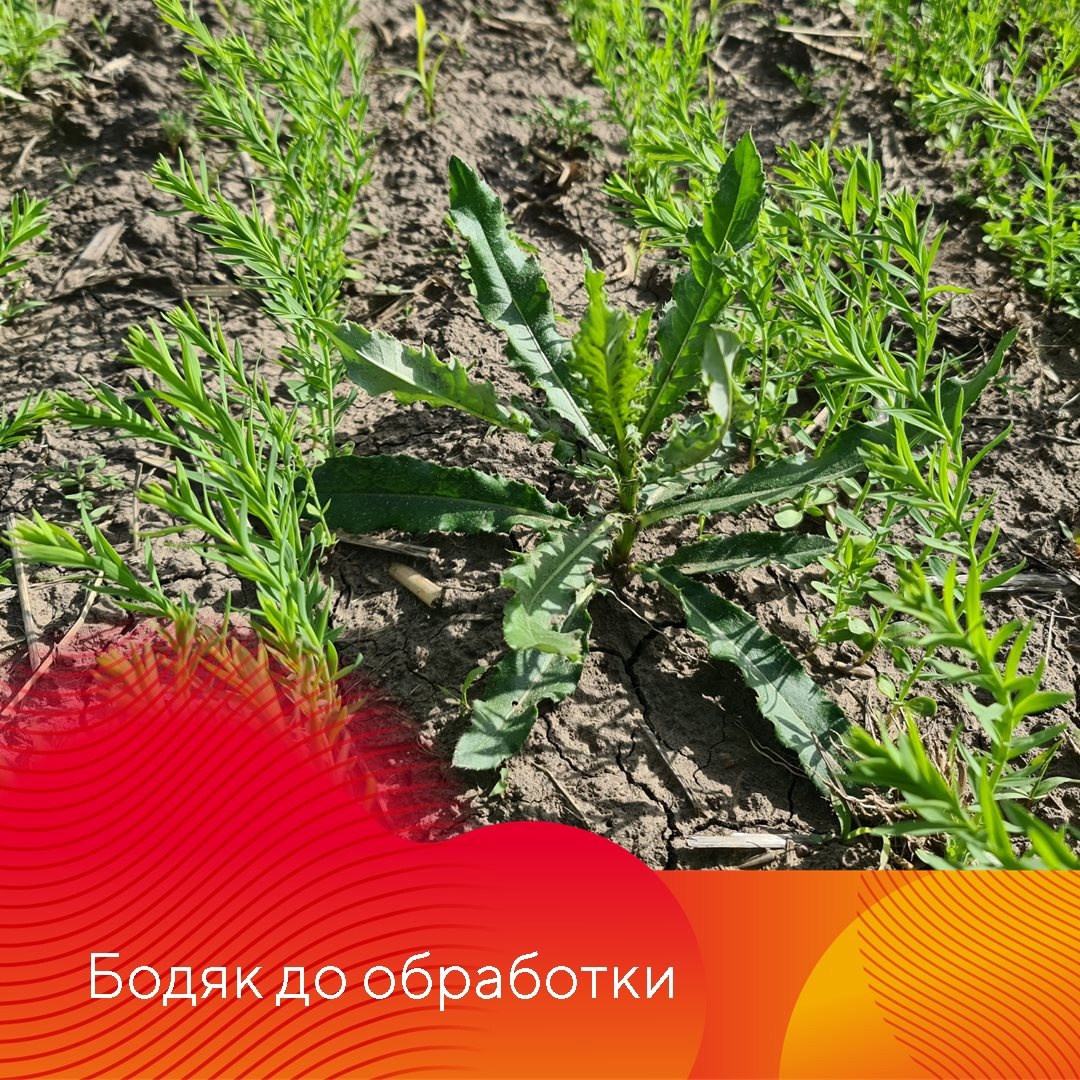 Результаты применения гербицидов на льне