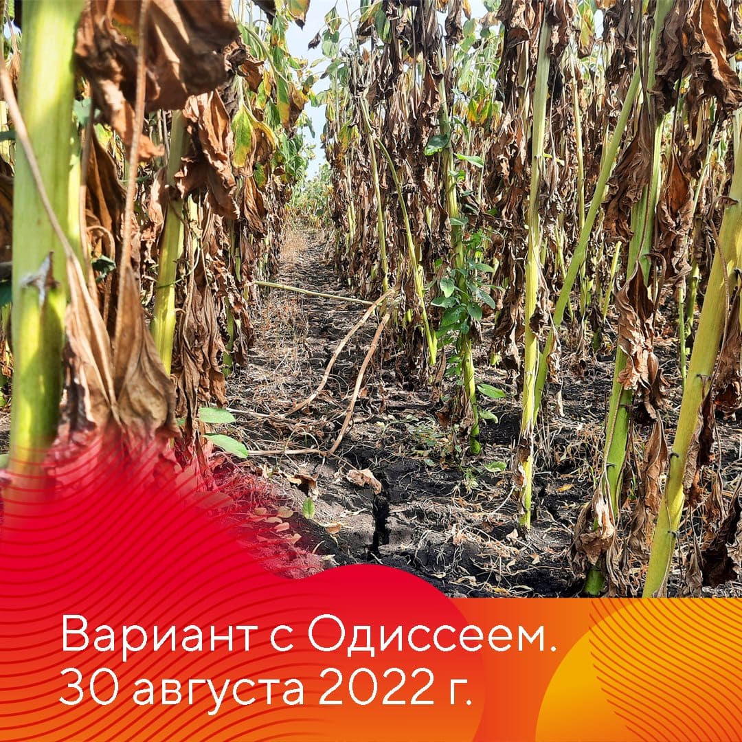 Гербицид «Августа» Одиссей март 2023