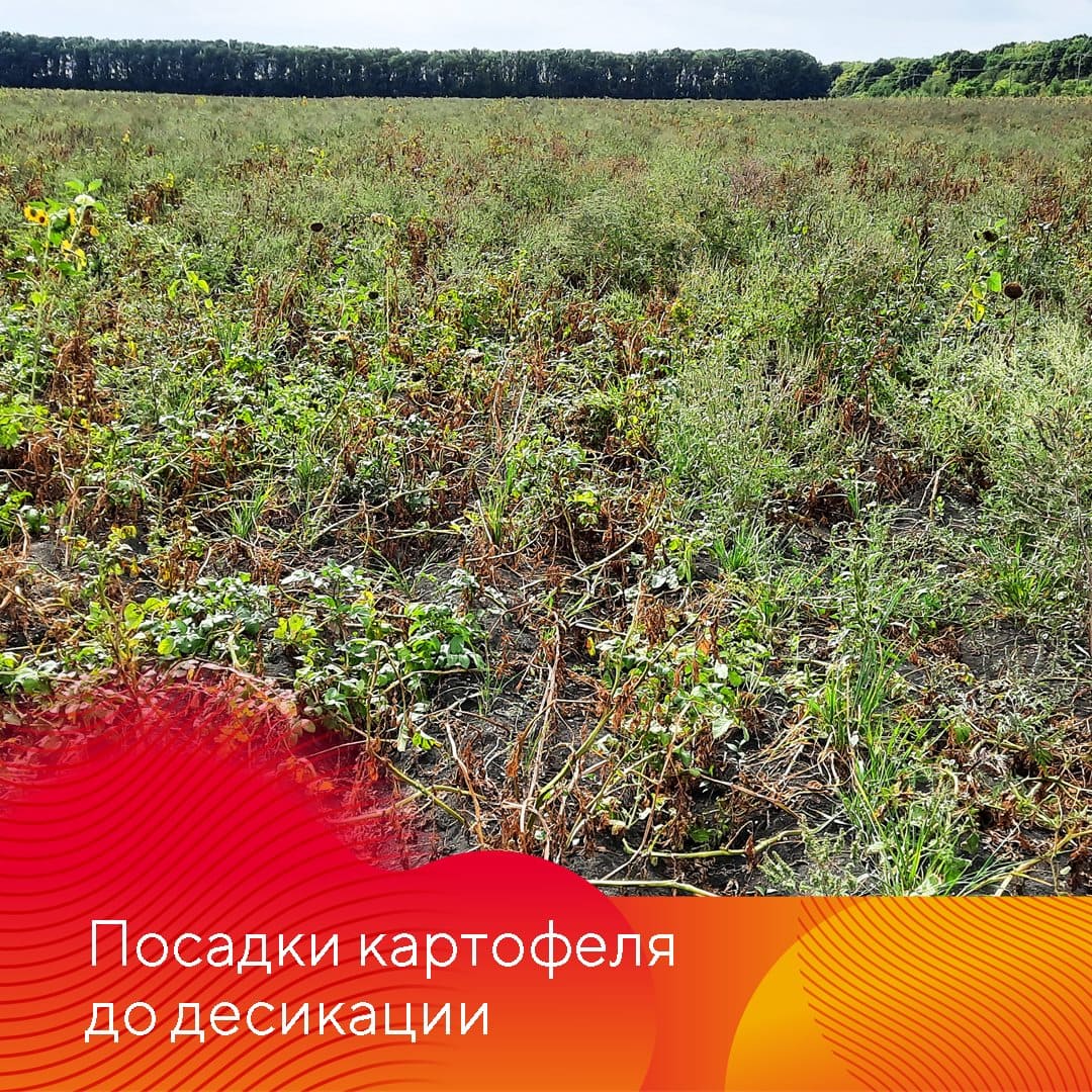 Новый десикант и гербицид Сахара®
