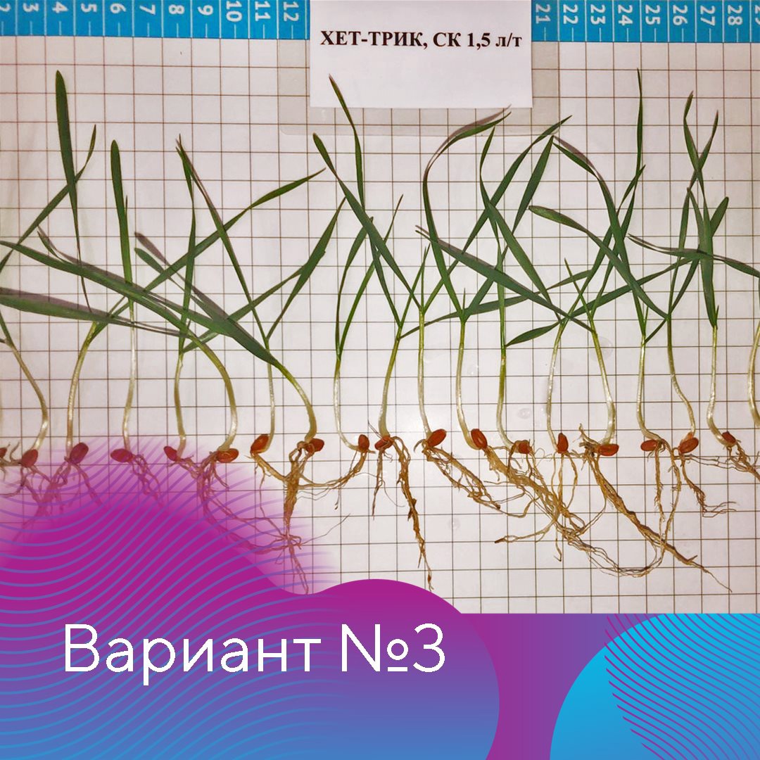 Испытания протравителей в «Август-Муслюм»