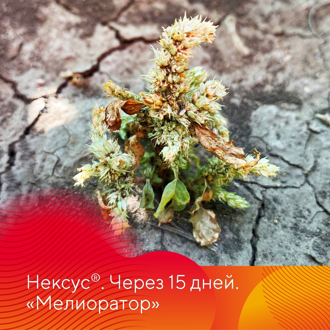 Испытание Нексуса на сое