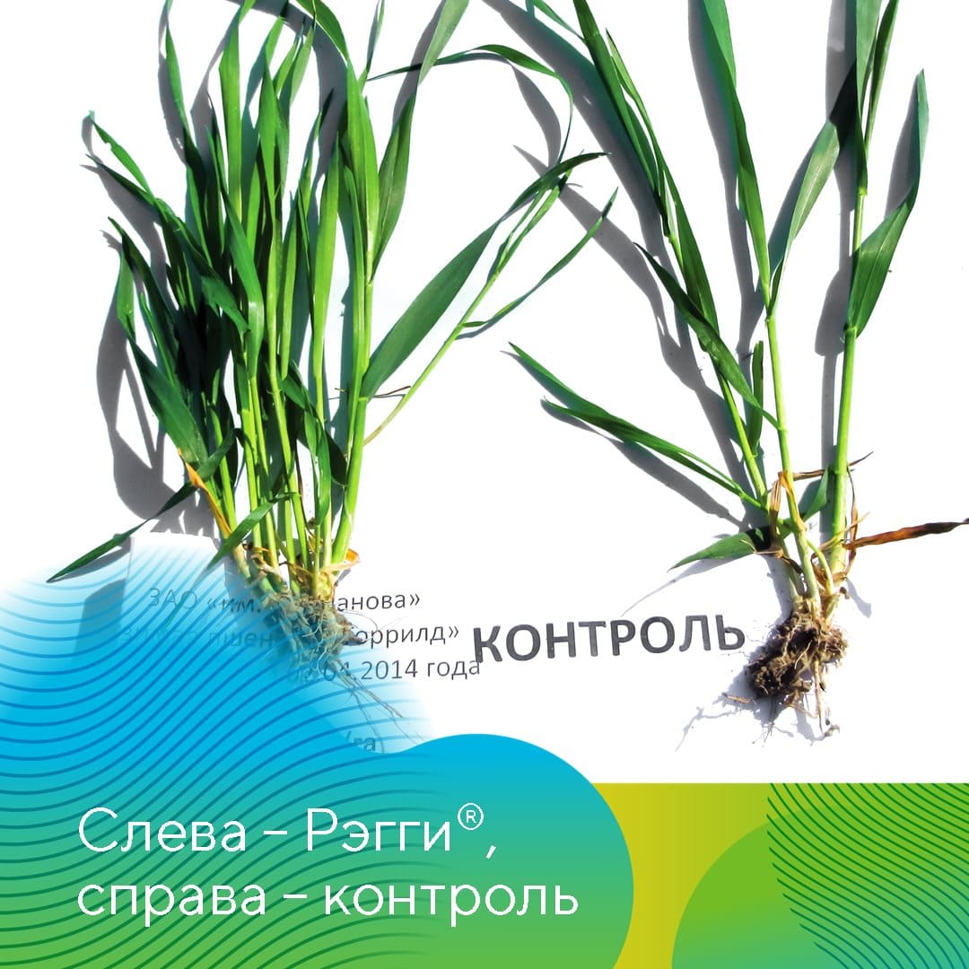 Регулятор роста на зерновые культуры Рэгги®